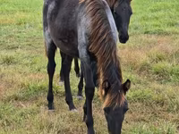 Stute, Rocky Mountain Horse — Foto 7