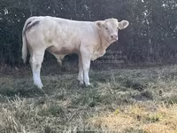 Banteng, Cast cow — foto 2