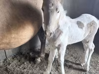 घोड़ी, Pinto horses — फ़ोटो 4