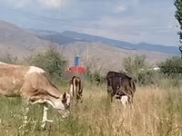 Sapi, Red Estonian cattle — foto 4