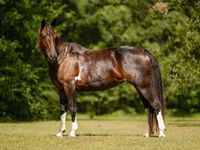 Jument, American paint horse — photo 7
