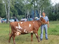 गाय, गोलस्टीन नस्ल — फ़ोटो 5