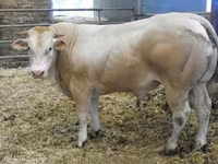 Banteng, Blonde d’Aquitane cattle — foto 1