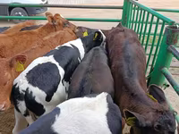 Vache, Vache limousine — photo 6