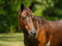 Jument, American paint horse — photo 5