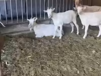Kambing betina, Pomellata goat — foto 3