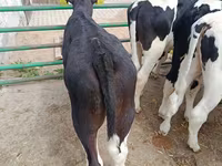 Taureau, Race Holstein — photo 3