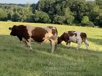 Banteng, Men-Anjou — foto 7