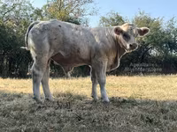 Banteng, Cast cow — foto 5