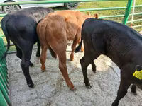 Toro, Hereford — foto 2