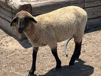 Bélier, Hampshire sheep — photo 2