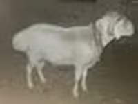 Ram, Rhon sheep — photo 7
