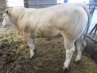 Banteng, Blonde d’Aquitane cattle — foto 4