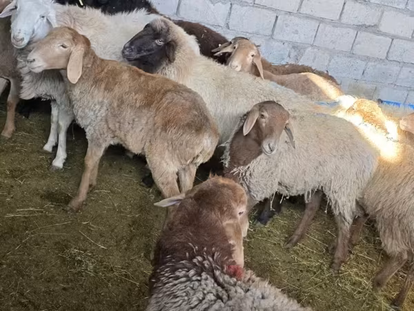 Ոչխարներ