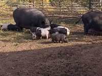 Babi jantan, Дюрок — foto 7