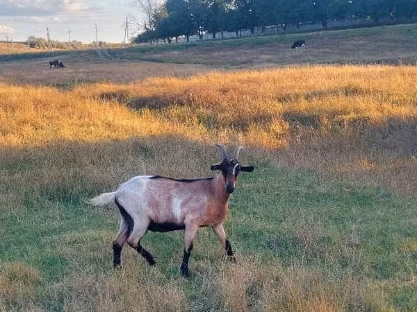 Ziege, Ziegen