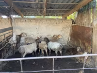 Sheep, Rhon sheep — photo 1