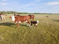 Kuh, Latvian Blue cattle — Foto 1