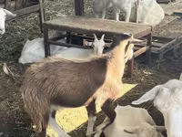 Kambing betina, LaMancha goats — foto 3