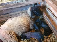 Widder, Dorper sheep — Foto 3