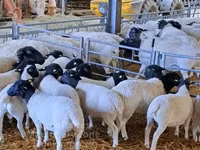 雄羊, Dorper sheep — 写真 2