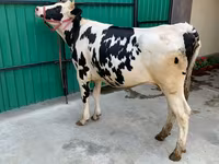 Sapi, Holstein breed — foto 1