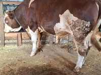 Banteng, Simmental cattle — foto 4