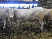 Banteng, Blonde d’Aquitane cattle — foto 5