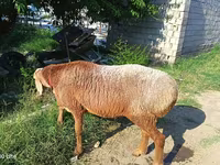Carnero, Agin sheep — foto 1