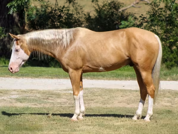 Cheval, Palomino