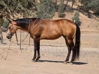 Cheval, Quarter Horse — photo 8