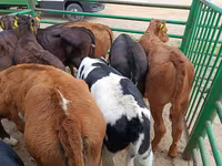 Vache, Vache limousine — photo 3