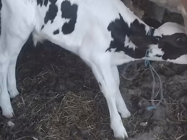 Banteng, Holstein breed
