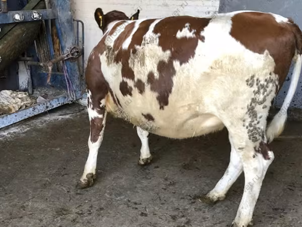 Sapi, Holstein breed