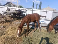 Jument, Thoroughbred horse — photo 3