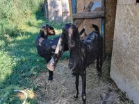Kambing betina, Kamori goats — foto 3