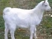 Ziegenbock, Saanen goat — Foto 1