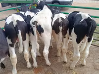 Taureau, Race Holstein — photo 2