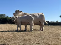Banteng, Cast cow — foto 1