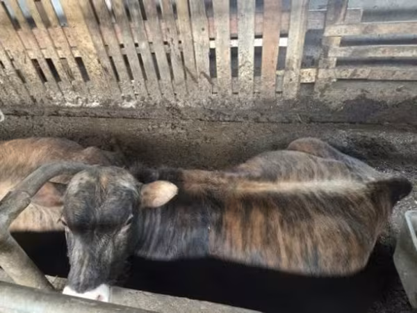 Banteng, Jersey breed