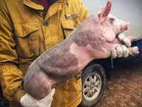 Babi jantan, Дюрок — foto 6