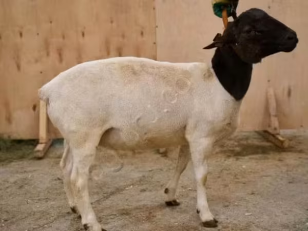 Domba jantan, Dorper sheep