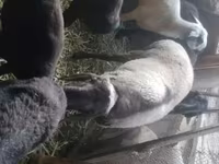 Ram, Rhon sheep — photo 4
