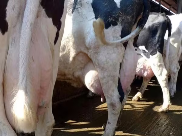 Vaca, Swiss cattle