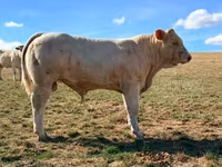 雄牛, Charolais cattle — 写真 2