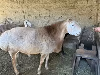 Domba jantan, Hissar sheep — foto 1