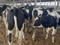 Kuh, Holstein-Rasse — Foto 4
