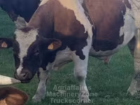 Banteng, Men-Anjou — foto 8