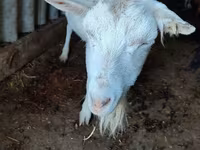 Kambing betina, Saanen goat — foto 3