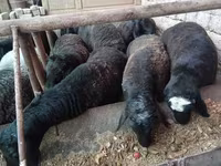 Carnero, Rhon sheep — foto 2